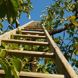 ladderintree