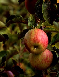 Randall Daluz Apples On Tree
