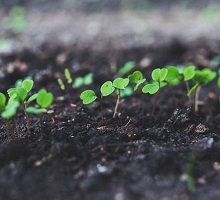 https://www.pexels.com/photo/home-gardening-young-rucola-6414/